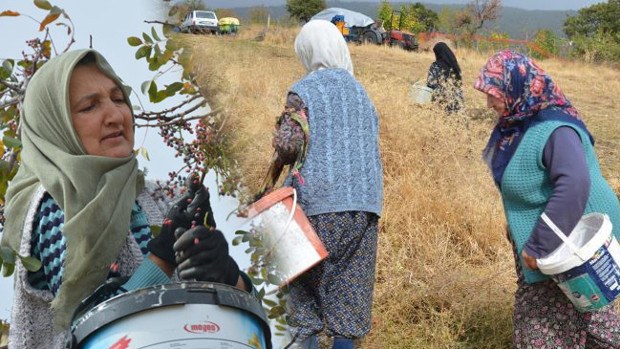 Çitlembik geliri belli oldu: Manisa Demirci'de yılda 450 ton toplanıyor